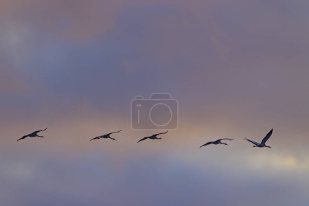 Troupeau d'oiseaux, Grue commune, migration dans le parc national Hortobagy, site du patrimoine mondial de l'UNESCO