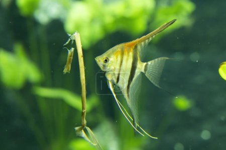 Fish in Tropical greenhouse, botanical garden
