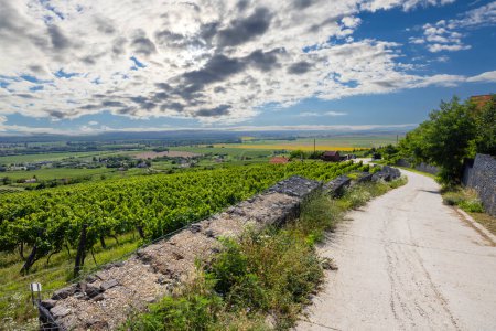 vineyard in Somlo (Somlyo) hill, Veszprem county, Hungary