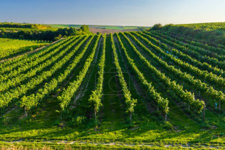 Téléchargez les photos : Vignoble avec Hibernal près de Cejkovice, Moravie du Sud, République tchèque - en image libre de droit