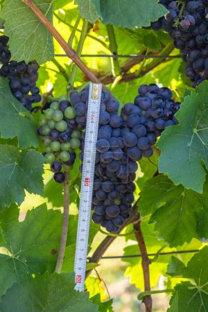 Foto de Uvas azules Pinot Noir en el viñedo de otoño, sur de Moravia, República Checa - Imagen libre de derechos