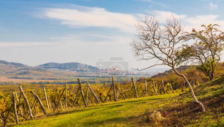 Vineyards and Mikulov in Palava region, Southern Moravia, Czech Republic