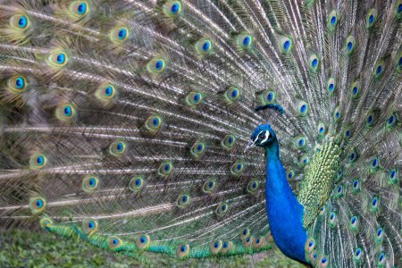 Photo for Closeup Image of a peacock dancing with its open feathers - Royalty Free Image