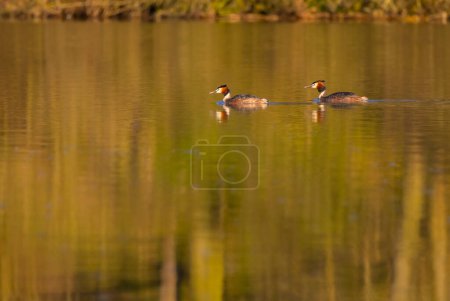 Photo for Great Crested Grebe (Podiceps cristatus), Southern Bohemia, Czech Republic - Royalty Free Image