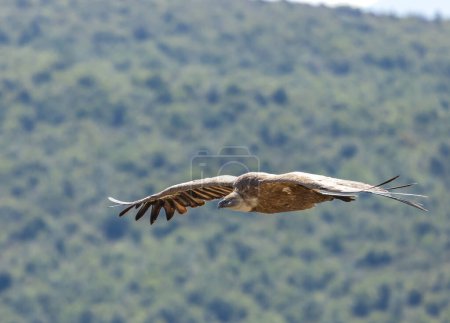 Photo for Griffon vulture in Canyon of Verdon River (Verdon Gorge) in Provence, France - Royalty Free Image