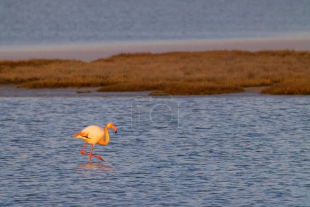 Photo for Flamingo in Parc Naturel regional de Camargue, Provence, France - Royalty Free Image