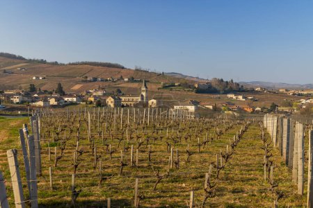 Téléchargez les photos : Spring vineyards near Chenas in Beaujolais, Burgundy, France - en image libre de droit