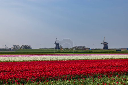 Field of tulips with windmill near Alkmaar, Netherlands