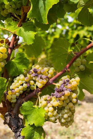 Typical grapes with botrytis cinerea for sweet wines, Sauternes, Bordeaux