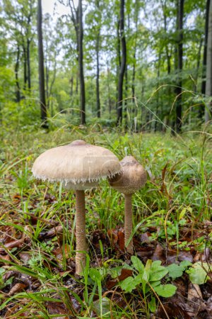 Téléchargez les photos : High Bedle (Macrolepiota procera) dans la forêt d'automne, Carpates blanches - en image libre de droit
