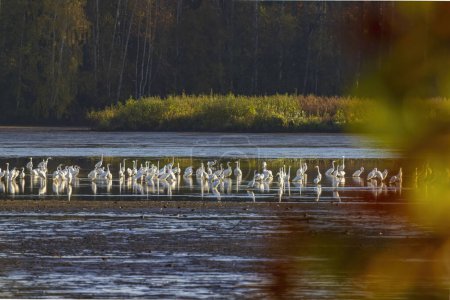 Téléchargez les photos : Héron blanc, (Ardea alba, Egretta alba), paysage d'automne dans la région de Trebonsko - en image libre de droit