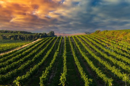 Téléchargez les photos : Vignobles avec flotteurs près de Cejkovice, Moravie du Sud - en image libre de droit