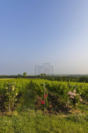 Foto de Paisaje con viñedos, Slovacko, Moravia del Sur - Imagen libre de derechos
