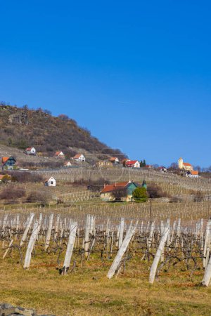 Photo for Vineyard in Somlo (Somlyo) hill, Veszprem county - Royalty Free Image