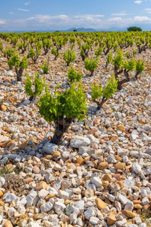 Typical vineyard with stones near Chateauneuf-du-Pape