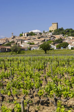 Téléchargez les photos : Vignoble typique avec pierres près de Châteauneuf-du-Pape - en image libre de droit