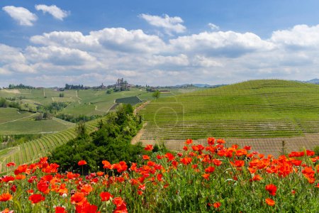 Vignoble typique près de Castiglione Falletto, région viticole de Barolo