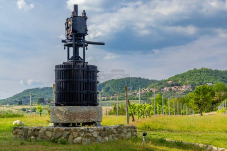 Typical vineyard near Castello di Razzano and Alfiano Natta
