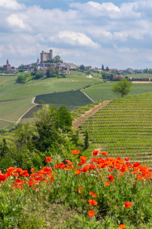 Típico viñedo cerca de Castiglione Falletto, región vinícola de Barolo
