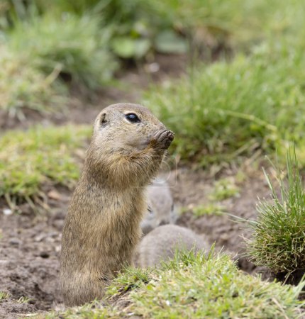 Photo for Close up of Ground squirrel colony (Syslovisko Biele vody) - Royalty Free Image