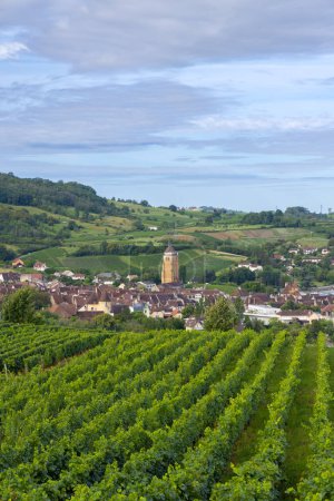Vineyards with Arbois town, Department Jura