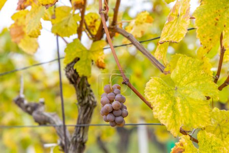 Grapes in autumn vineyard, Southern Moravia, Czech Republic