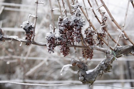 Photo for Grapes left for production of ice wine, Southern Moravia, Czech Republic - Royalty Free Image