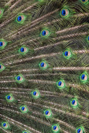 Photo for Closeup Image of a peacock dancing with its open feathers - Royalty Free Image