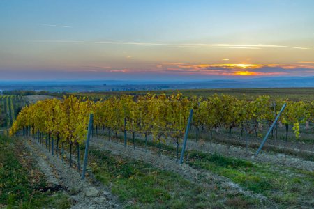 Téléchargez les photos : Vignobles automnaux près de Unterretzbach, Basse-Autriche, Autriche - en image libre de droit