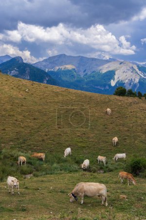 Photo for Sheep in typical  landscape near Portillo de Eraize and Col de la Pierre St Martin, Spanish French border in the Pyrenees, Spain - Royalty Free Image