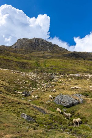 Schafe in typischer Landschaft in der Nähe von Portillo de Eraize und Col de la Pierre St Martin, spanisch-französische Grenze in den Pyrenäen, Spanien