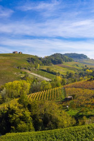 Typical vineyard near Barolo, Barolo wine region, province of Cuneo, region of Piedmont, Italy