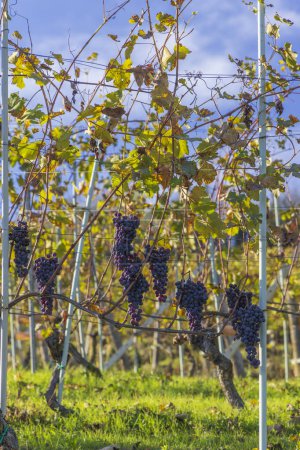 Téléchargez les photos : Vignoble typique près de Barolo, région viticole de Barolo, province de Cuneo, région du Piémont, Italie - en image libre de droit