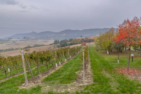Téléchargez les photos : Vignoble typique près de Castello di Razzano et Alfiano Natta, région viticole de Barolo, province de Cuneo, région du Piémont, Italie - en image libre de droit