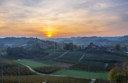 Typical vineyard near Canale, Barolo wine region, province of Cuneo, region of Piedmont, Italy