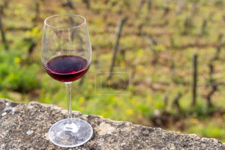 Copa de pinot noir vino tinto en viñedos de principios de primavera cerca de Aloxe-Corton, Borgoña, Francia