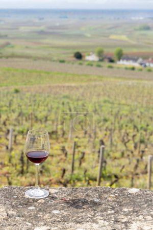 Ein Glas Pinot Noir Rotwein in den frühlingshaften Weinbergen bei Aloxe-Corton, Burgund, Frankreich