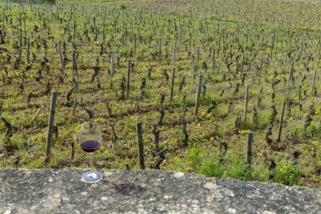 Foto de Copa de pinot noir vino tinto en viñedos de principios de primavera cerca de Aloxe-Corton, Borgoña, Francia - Imagen libre de derechos