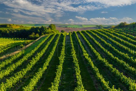Vineyard with Hibernal near Cejkovice, Southern Moravia, Czech Republic