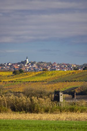 Autumn vineyard near Velke Bilovice, Southern Moravia, Czech Republic