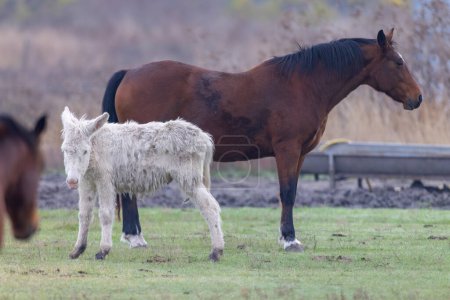 Pferde im Hortobagy Nationalpark, UNESCO-Weltnaturerbe, die Puszta ist eines der größten Weide- und Steppenökosysteme in Europa, Ungarn