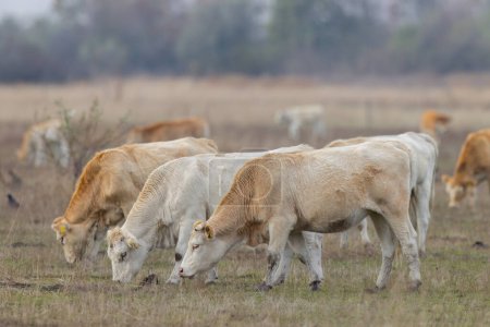 Cow in Hortobagy National Park, UNESCO World Heritage Site, Puszta is one of largest meadow and steppe ecosystems, Hungary