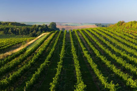 Téléchargez les photos : Vignobles avec flotteurs près de Cejkovice, Moravie du Sud, République tchèque - en image libre de droit