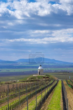 Photo for Vineyard near Velke Bilovice, Southern Moravia, Czech Republic - Royalty Free Image