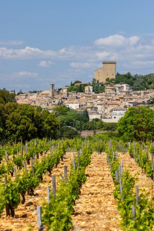 Vignoble typique avec pierres près de Châteauneuf-du-Pape, Côte du Rhône, France