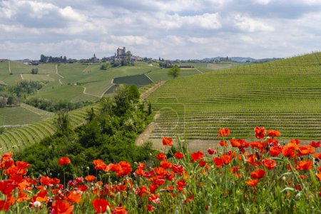 Téléchargez les photos : Vignoble typique près de Castiglione Falletto, région viticole de Barolo, province de Cuneo, région du Piémont, Italie - en image libre de droit