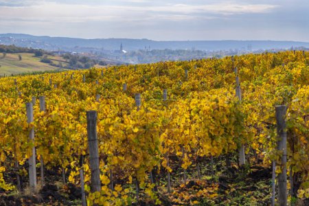 Téléchargez les photos : Vignoble d'automne près de Eger, Montagnes Matra a Bukk, Heves, Hongrie - en image libre de droit