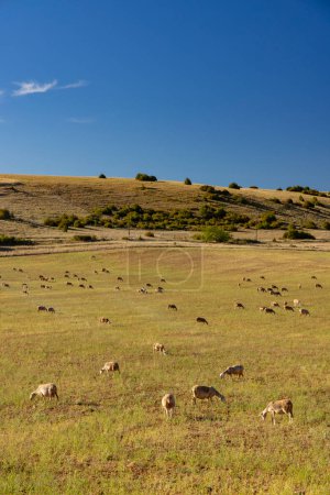 Foto de Manada de ovejas cerca de Millau, Occitanie, Departement Aveyron, Francia - Imagen libre de derechos