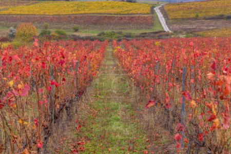 Foto de Viña de otoño cerca de Eger, Matra a Bukk montañas, Heves, Hungría - Imagen libre de derechos