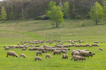 Photo for Sheep herd in Stiavnicke vrchy on Krupinska planina, Slovakia - Royalty Free Image